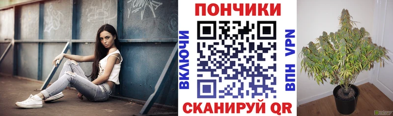 KRAKEN зеркало  Щигры  нарко площадка клад  Марихуана ГИДРОПОН 